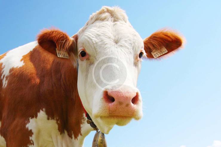 Top Tips for Cattle Health